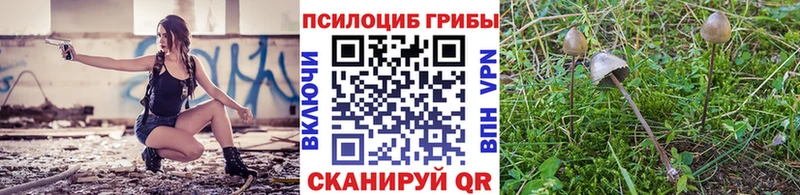 Псилоцибиновые грибы Psilocybine cubensis  Томск 